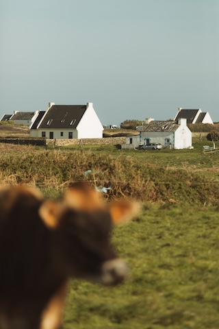 Vache jersiaise